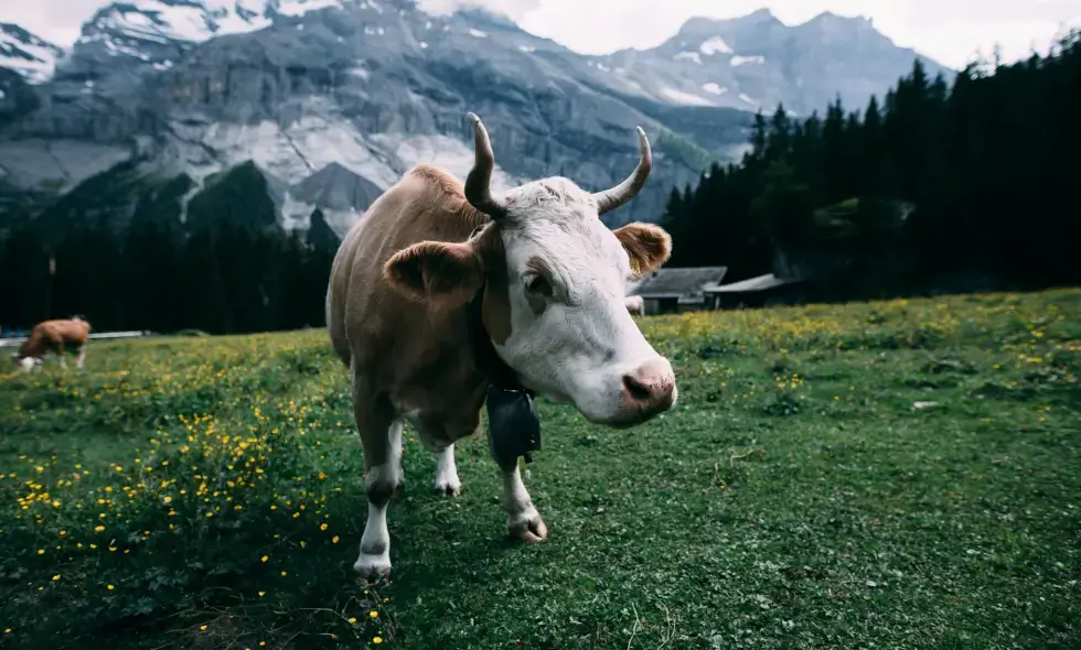 Beginn der Schweiz-Touren: Kauf der Vignette